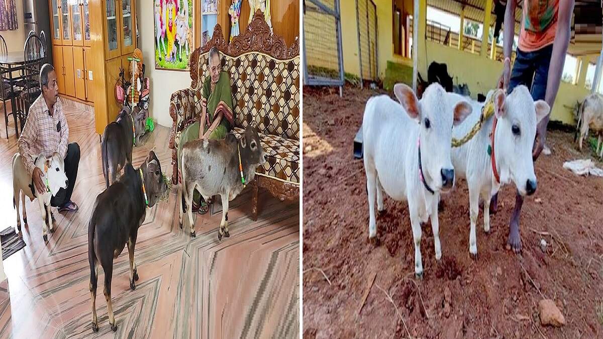 Punganur Cow World's Smallest Cow Breed, Gives 3 Liters of Milk Daily, Know Details