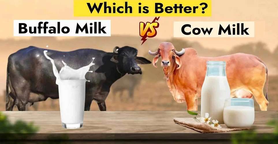 Cow & Buffalo Milk which Is Better 