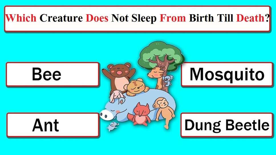 Which Creature Does Not Sleep From Birth Till Death