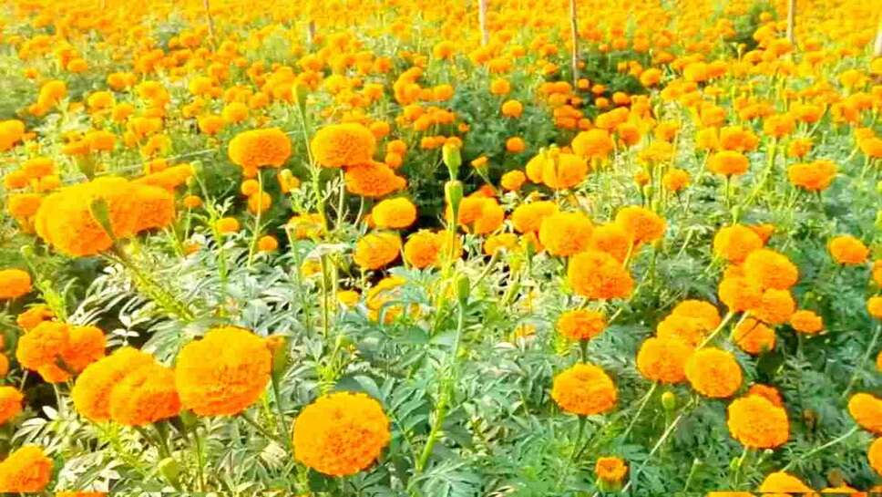 Farmers Becoming Rich By Cultivating Flowers, Govt Also Giving 70% Subsidy