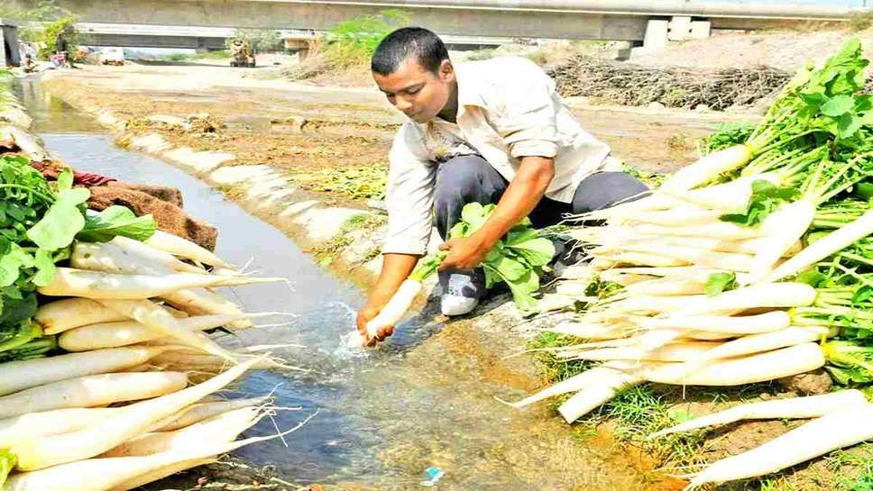 Nuh News: Radish Cultivation Proved To Be a Boon For The Farmers of Haryana, They Became Rich Due To Getting Good Price