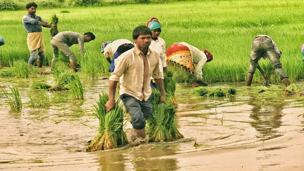 Benefits of direct sowing of paddy