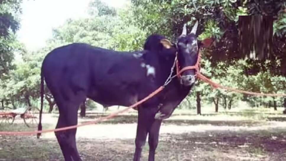 Bullock cart race in Maharashtra, Bullock cart race Karnataka, Bullock cart race wikipedia, Bullock cart race in tamil, Jallikattu