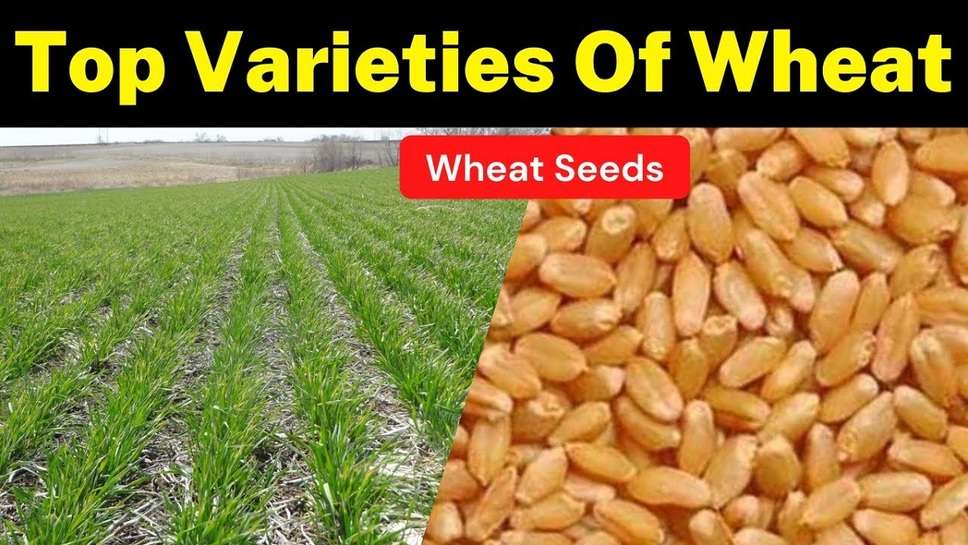 Best Wheat Variety