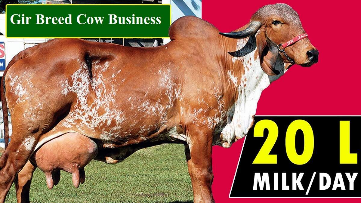 Gir Breed Cow Business