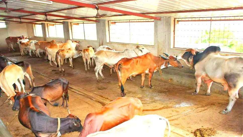 Government Schemes for dairy farming in Uttar Pradesh, Animal Husbandry schemes in India, Govt loan for dairy farming in Karnataka, Cow shed Estimate PDF, NPDD scheme, Cow loan scheme, Subsidy loan for dairy farm in Andhra Pradesh, Subsidy on milk processing plant in India