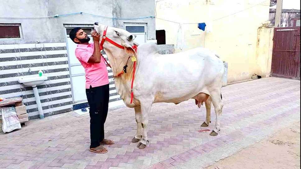 This Cow Changed, The Fate of Family, Trapped in Debt, Paid off all Debt, By Selling Milk