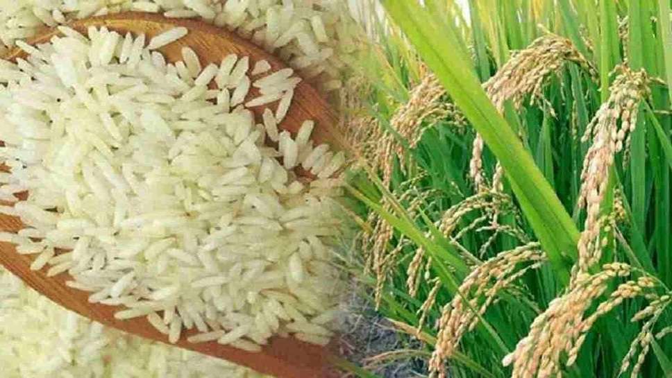 Haryana News Today: Now Haryana Will Sell Rice & Sugar in Dubai, Farmers Also Happy