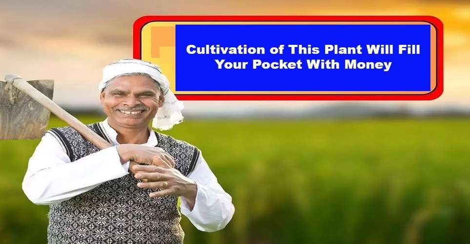 Cultivation of This Plant Will Fill Your Pocket With Money