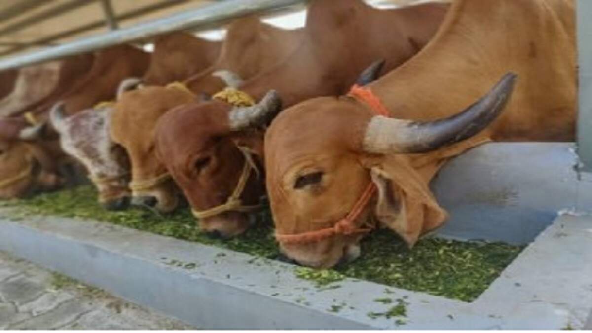 Las actividades ganaderas están aumentando rápidamente en el distrito de Botad, donde la población local obtiene buenos beneficios criando ganado de buena raza. Especialmente la vaca Gir, que tiene una gran demanda debido a su importancia ayurvédica, ha dado una nueva dirección a la cría de animales en esta región.