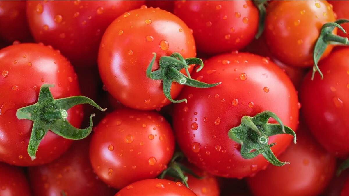 1 kg Tomato price today वाशी मार्केट आजचे बाजार भाव टमाटर का रेट कब बढ़ेगा 2024 दिल्ली में टमाटर का भाव आज का Pimpalgaon Tomato Market Rate Today इंदौर मंडी टमाटर का भाव आज का आज का टमाटर का भाव Vashi market Tomato rate today