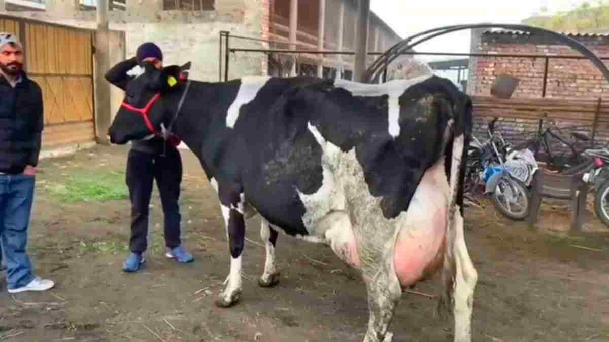 Cow