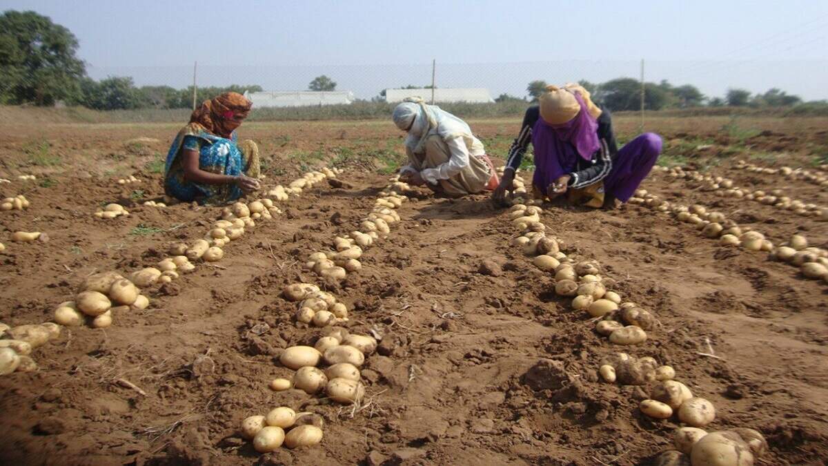 Best Varieties of Potatoes