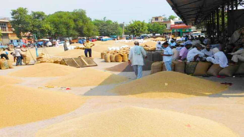 Paddy Market Price: Preparations For Purchasing Paddy in Grain Markets Completed, Farmers Happy After Knowing The Govt Price