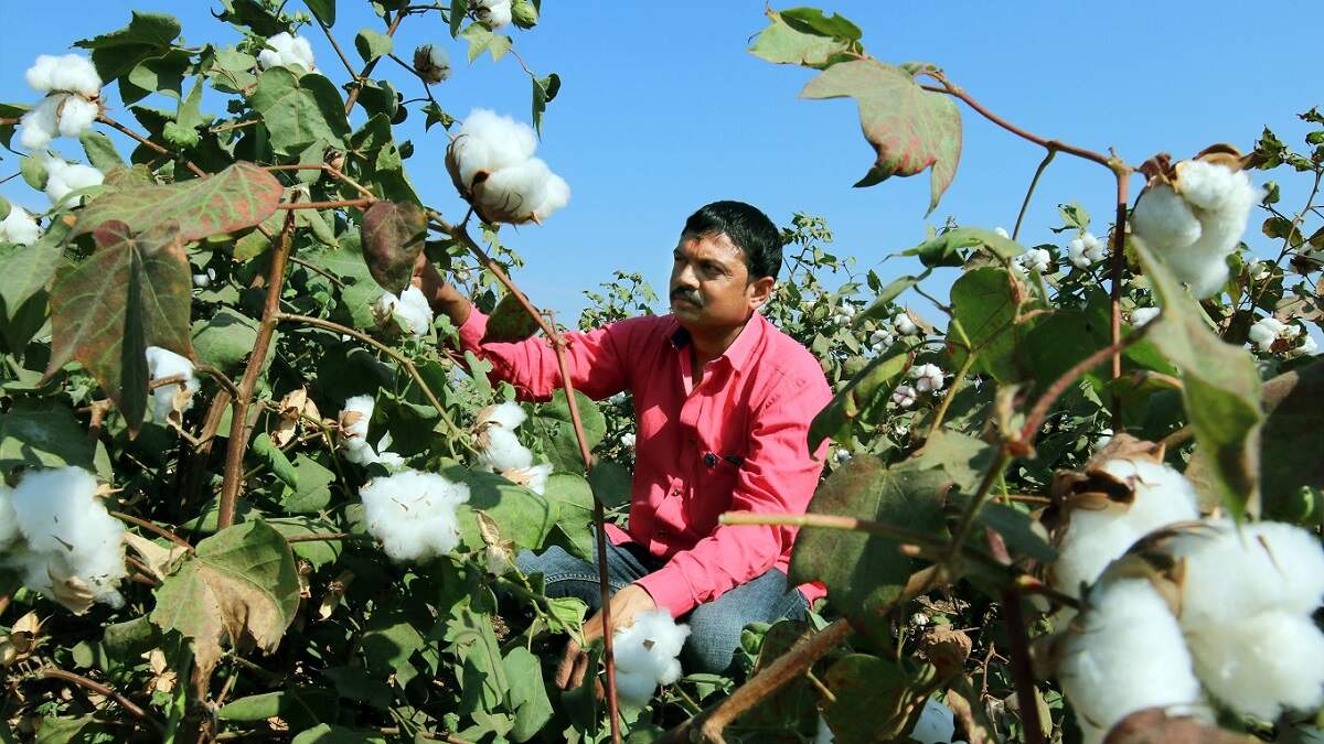 Cotton Farming You must also know about cotton, now cotton farming has become a big industry. Farmers are earning a good amount from this farming in less land. In organic cotton cultivation, cotton has a prominent place among the fiber crops in India. You may also know that clothes are made from cotton fibres. After its fibers are extracted, they are fed to such animals. And cottonseed is used as oil.
