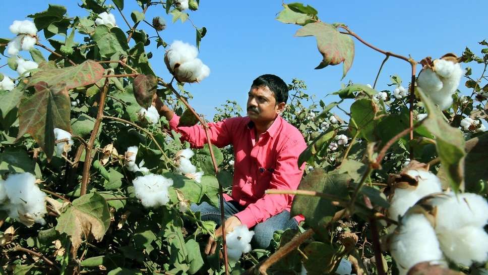 Cotton Farming  You must also know about cotton, now cotton farming has become a big industry. Farmers are earning a good amount from this farming in less land. In organic cotton cultivation, cotton has a prominent place among the fiber crops in India. You may also know that clothes are made from cotton fibres. After its fibers are extracted, they are fed to such animals. And cottonseed is used as oil.