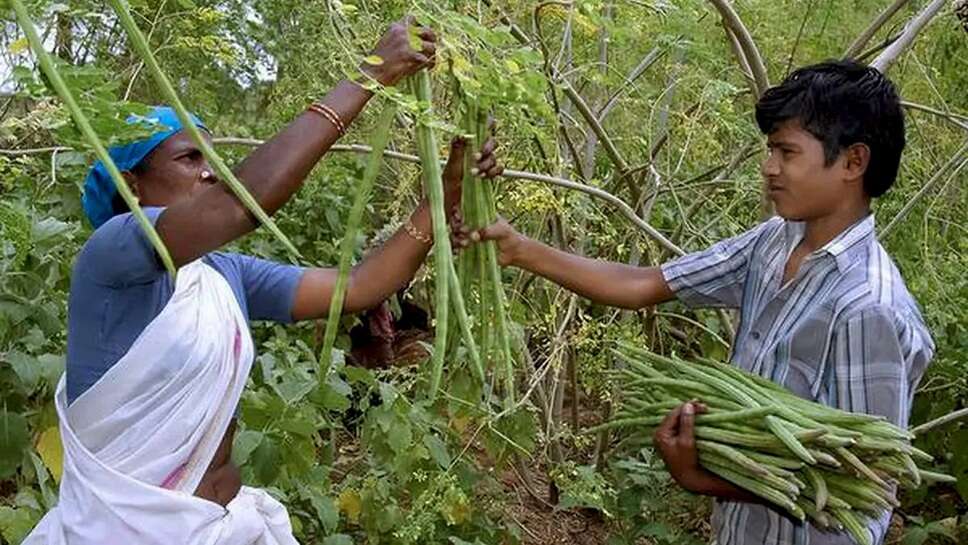 Become a Millionaire Farmer By Cultivating Drumstick, Learn How 1 Plant Can Earn Up to ₹1800,Yuvapatrkaar