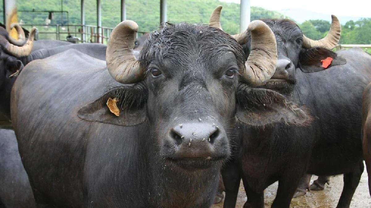buffalo farming, buffalo farming in india, buffalo farming in pakistan, buffalo farming in nepal, buffalo farming pdf, buffalo farming project report, buffalo farming business plan, buffalo farming profit, buffalo farming loan, buffalo farming in maharashtra, water buffalo farming, loan for buffalo farming, is buffalo farming profitable, cow and buffalo farming, is buffalo farming profitable in india, government schemes for buffalo farming in maharashtra, dairy buffalo farming, climate smart buffalo farming, water buffalo farming simulator 25, buffalo bud farming co, buffalo dairy farming, buffalo bud farming co photos, buffalo dairy farming in india, buffalo farmer this farming life, buffalo vs cow farming, buffalo and cow farming