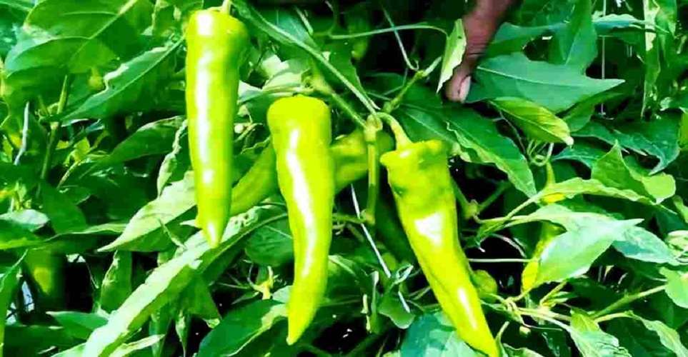 business-idea-if-you-want-to-become-rich-soon-then-do-chilli