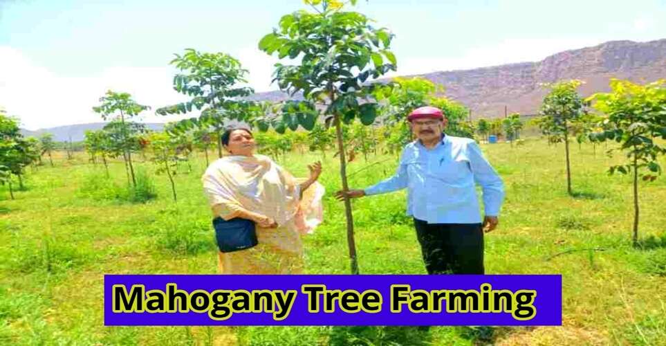 Mahogany Tree Farming These Trees Grown With WheatPaddy Crop, By