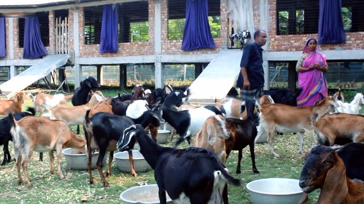 Goat Farming Business