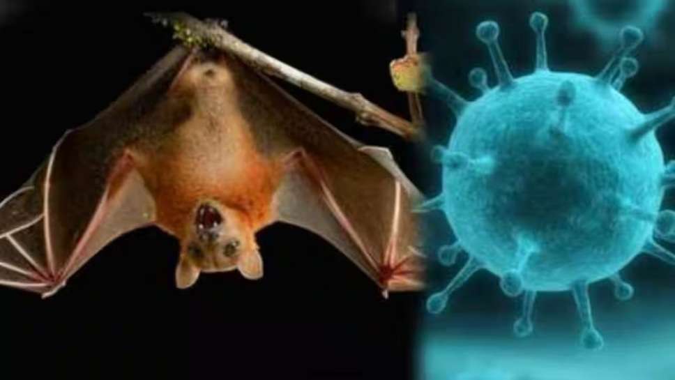 Nipah Virus : Kerala Govt issued Alert To Stop Nipah Virus, Know How Dangerous Nipah Virus is