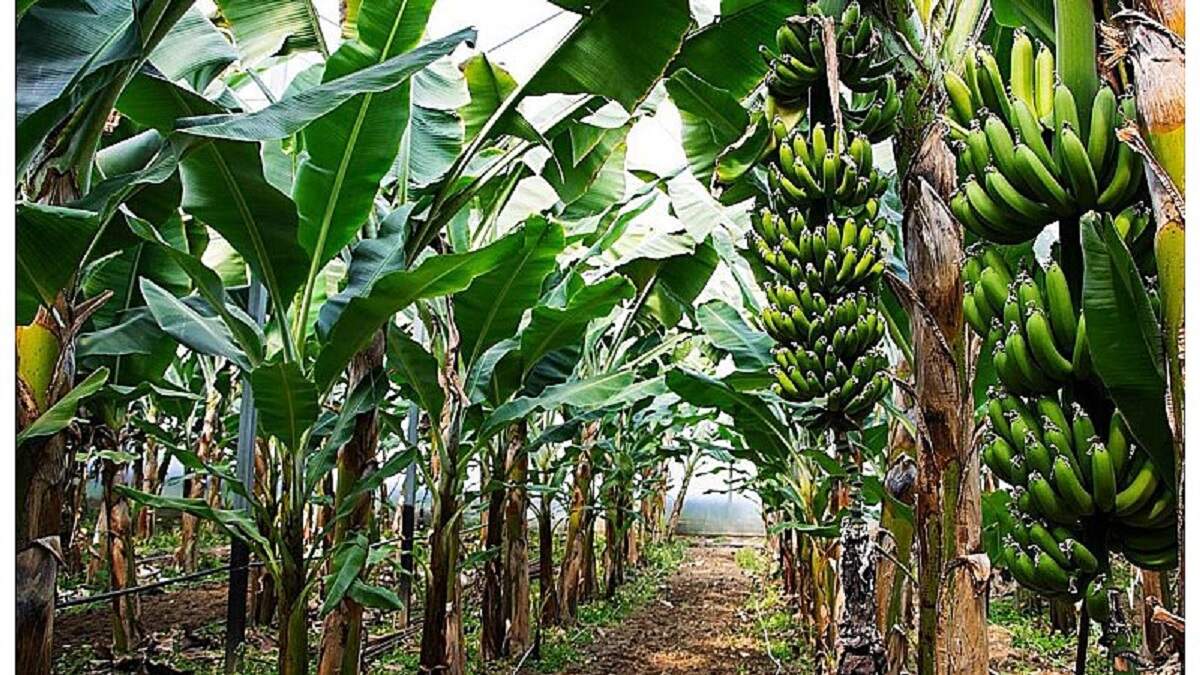 Agriculture, agriculture india, agriculture news, banana, banana cultivation, banana farming, Banana Tissue Culture Techn, Bihar, Farmer News, farmers, Govt scheme, Kisan news, Kisan Samachar, sarkari yojana, subsidy, Subsidy news, tissue culture