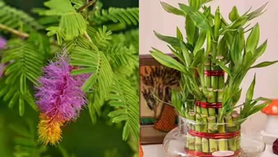 Vastu tips for home entrance, Top 10 Vastu tips for home, Vastu tips for positive energy in home, Vastu Shastra for home PDF, Free Vastu tips for home, Vastu tips for happy home, Vastu for home plan, Vastu tips for house videos